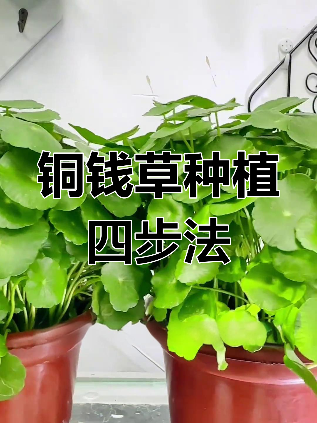铜钱草种在鱼缸的四个步骤,轻松搞定!