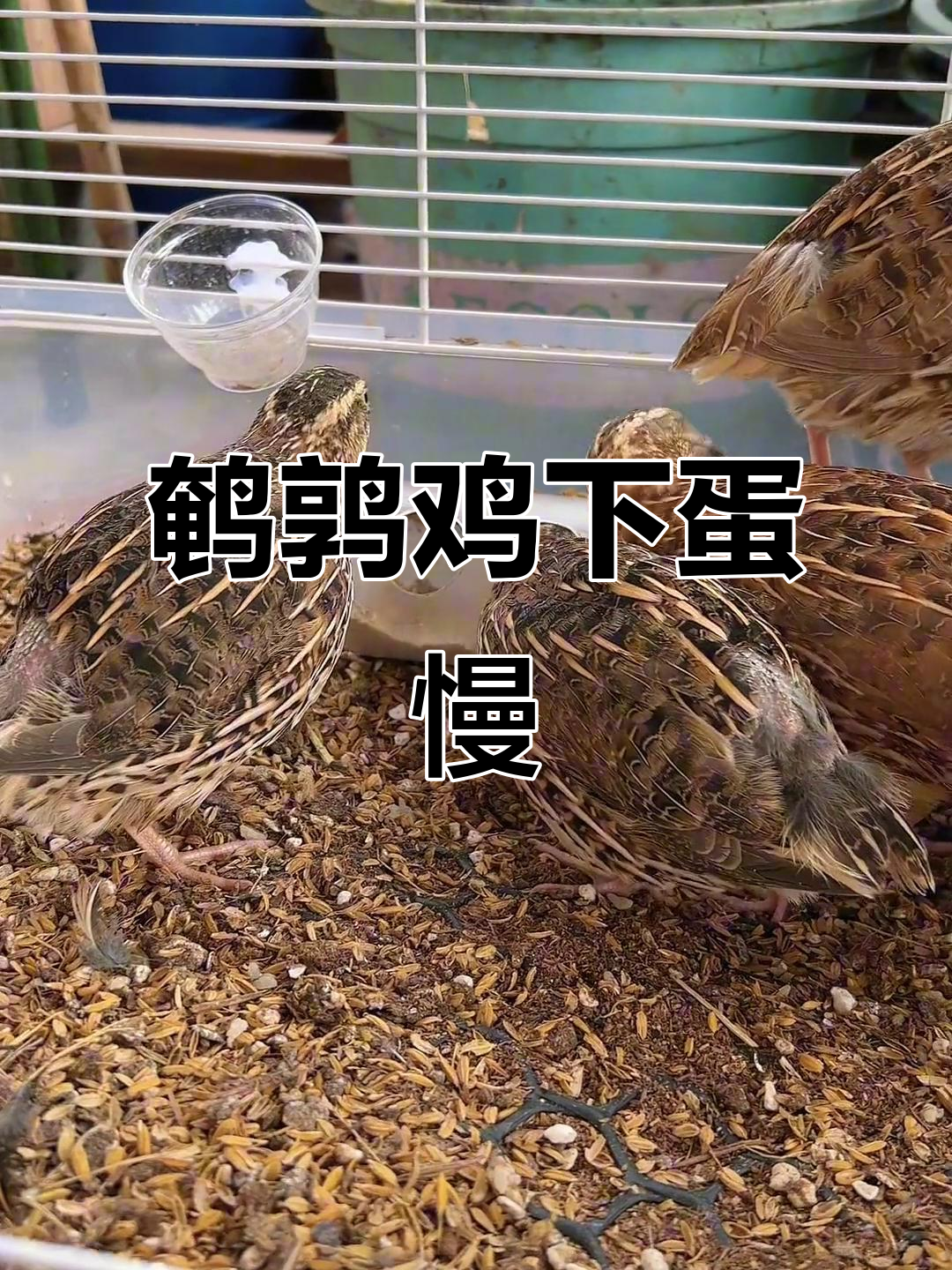 花100元买的鹌鹑鸡,一个月才下了7个蛋,真是让人失望