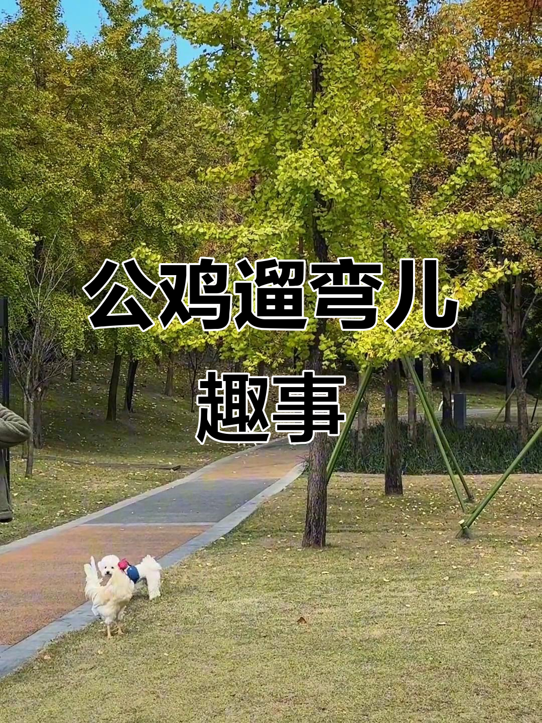 大公鸡悠闲散步,萌宠日常可爱互动