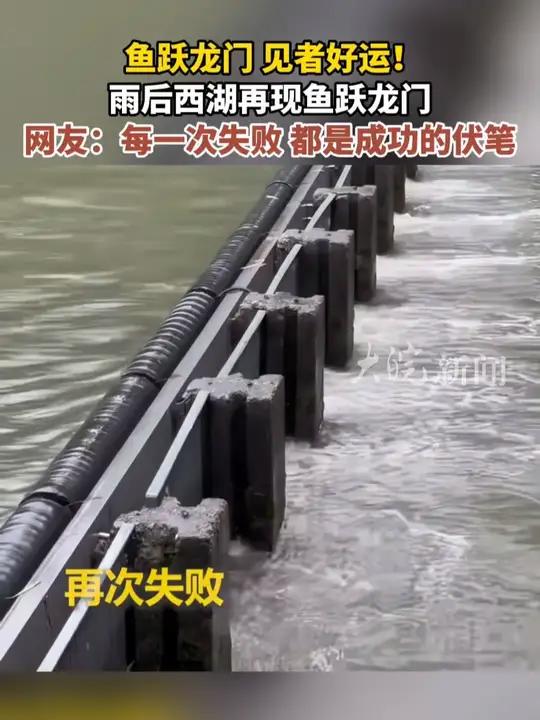 鱼跃龙门 见者好运!雨后西湖再现鱼跃龙门