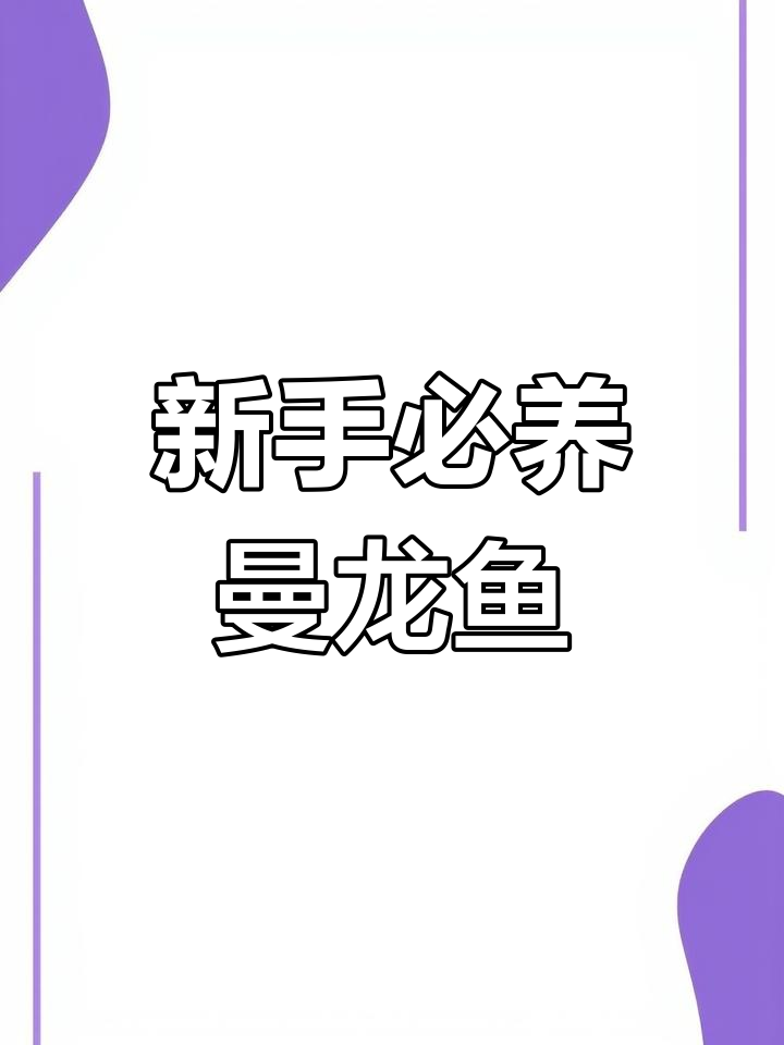 曼龙鱼:适合新手养的热带观赏鱼