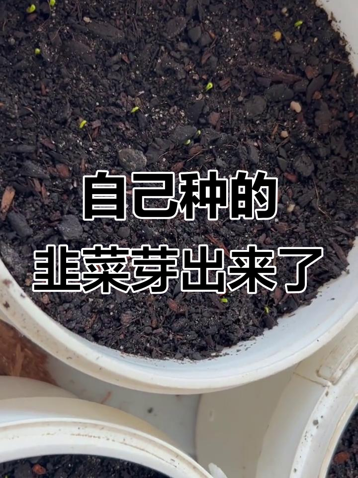 韭菜种子发芽了,自己动手种的感觉太棒!