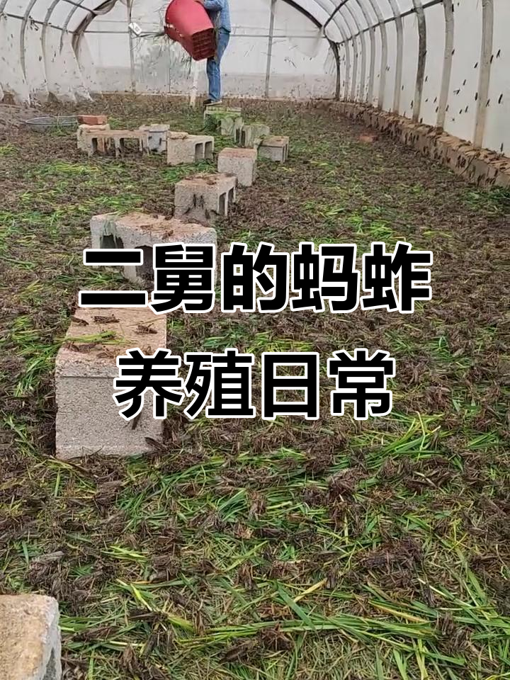 蚂蚱养殖基地的日常,二舅烧粥做饭样样行