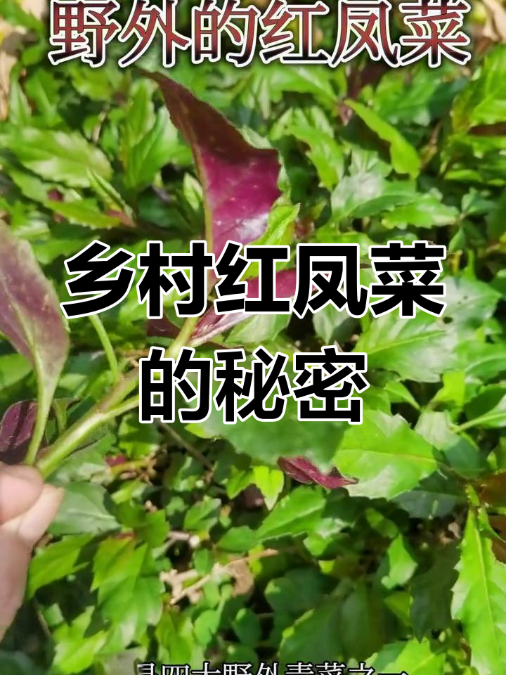 红凤菜:补血又美味,田园生活的馈赠