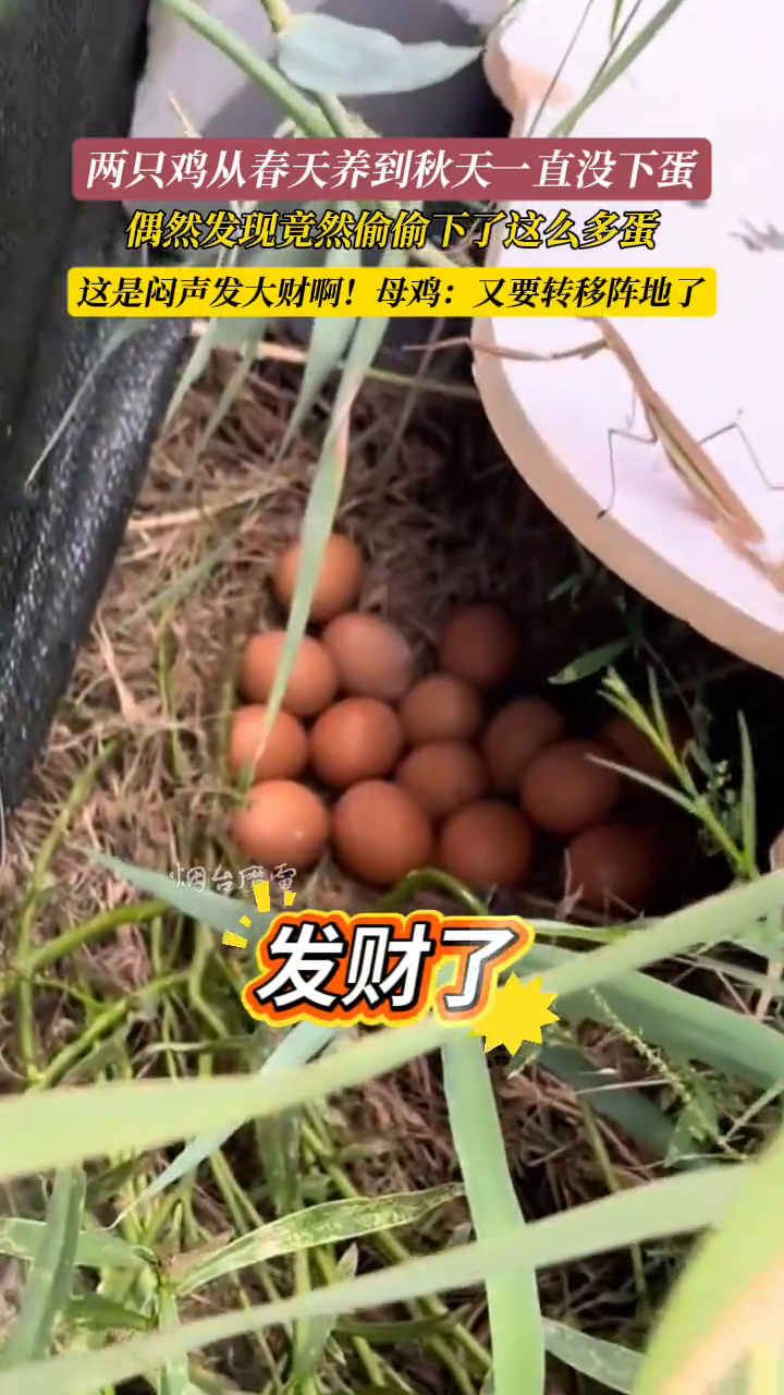 母鸡竟然偷偷躲起来下了这么多蛋,这是要闷声发大财啊!