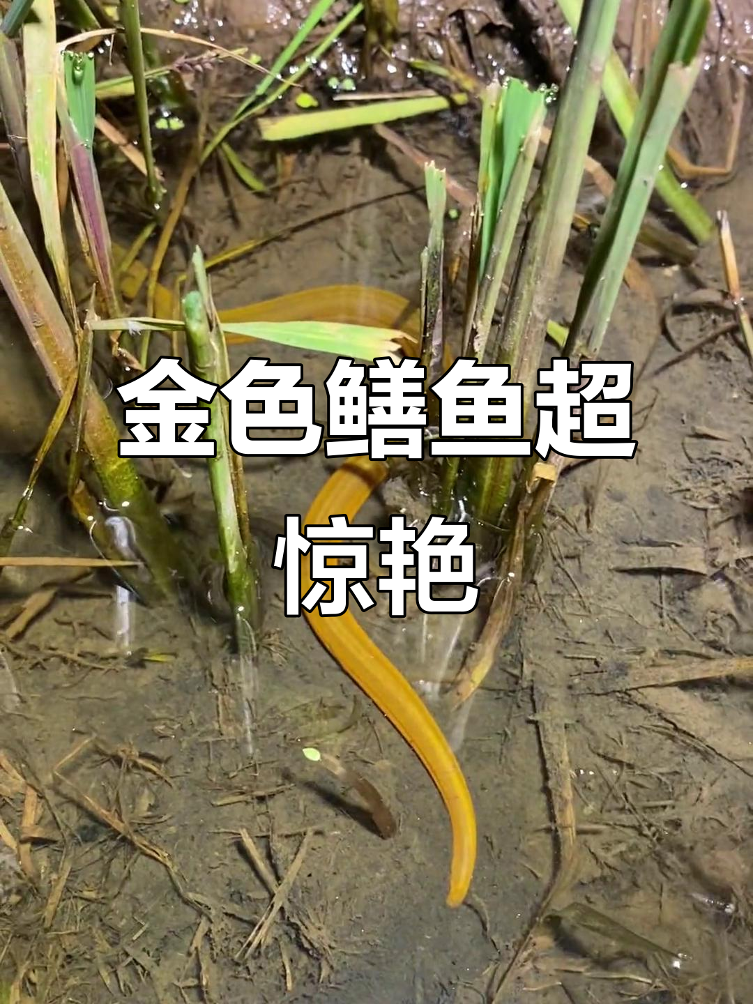 黄金鳝鱼太美了,童年回忆满满!