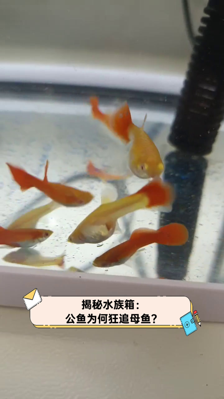 揭秘水族箱:公鱼为何狂追母鱼?