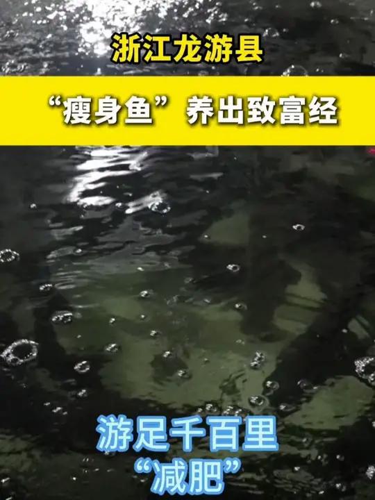 浙江龙游县：“瘦身鱼”养出致富经
