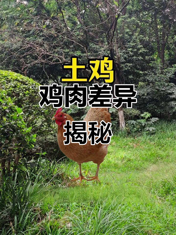 土鸡与洋鸡差异大,生长周期、口感及营养各有千秋