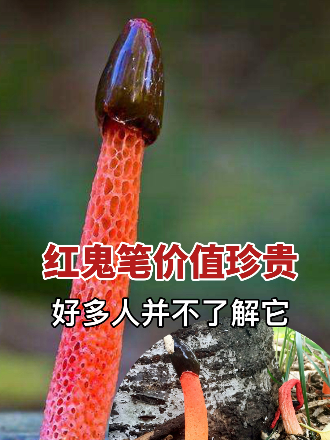 红鬼笔别名鸡屎菌,它的价值珍贵,你认识吗