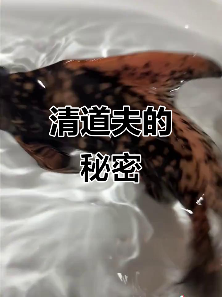 冷水鱼清道夫,吃粪便残渣,维护水族箱清洁