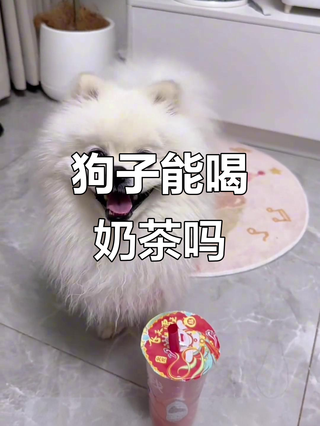 狗狗喝奶茶竟然会晕?这反应太搞笑了