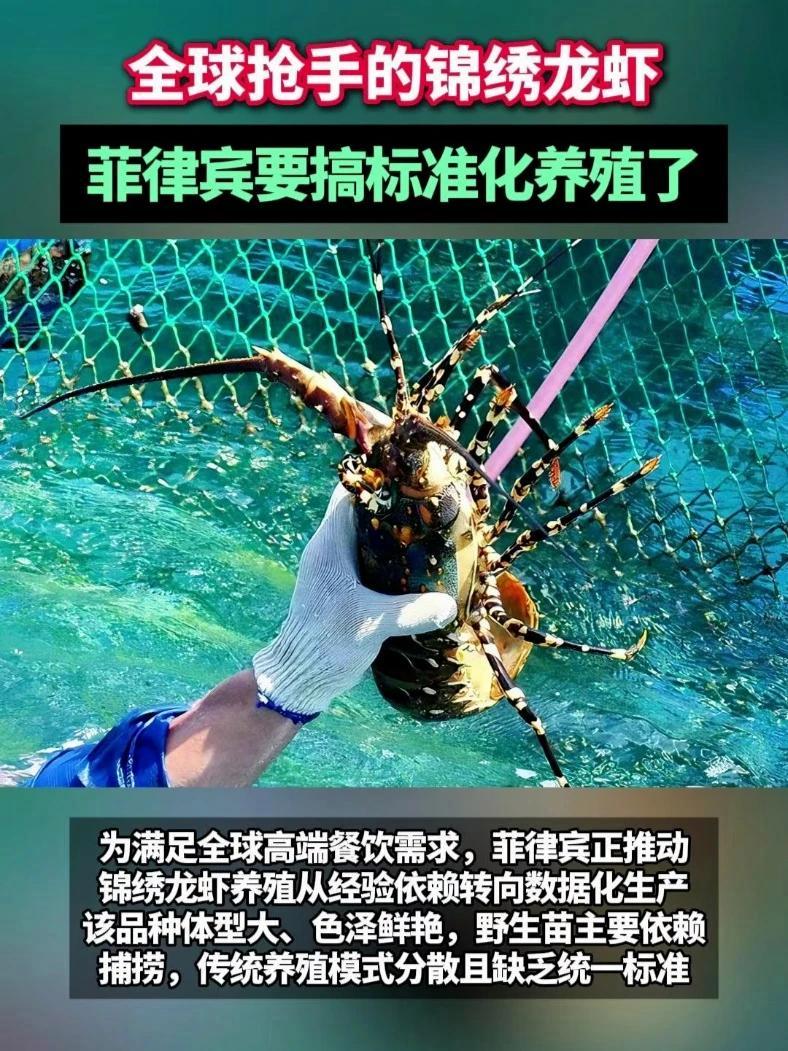 全球抢手的锦绣龙虾,菲律宾要搞标准化养殖了#锦绣龙虾 #龙虾 #网箱养殖 #水产养殖