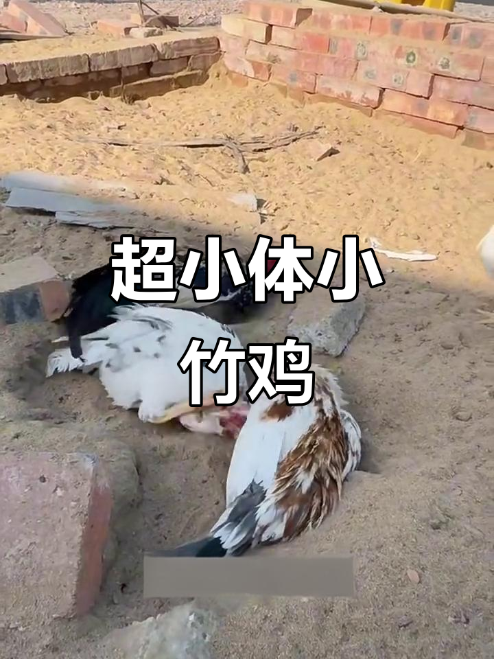 花了3000多买的小竹鸡,超迷你又聪明!