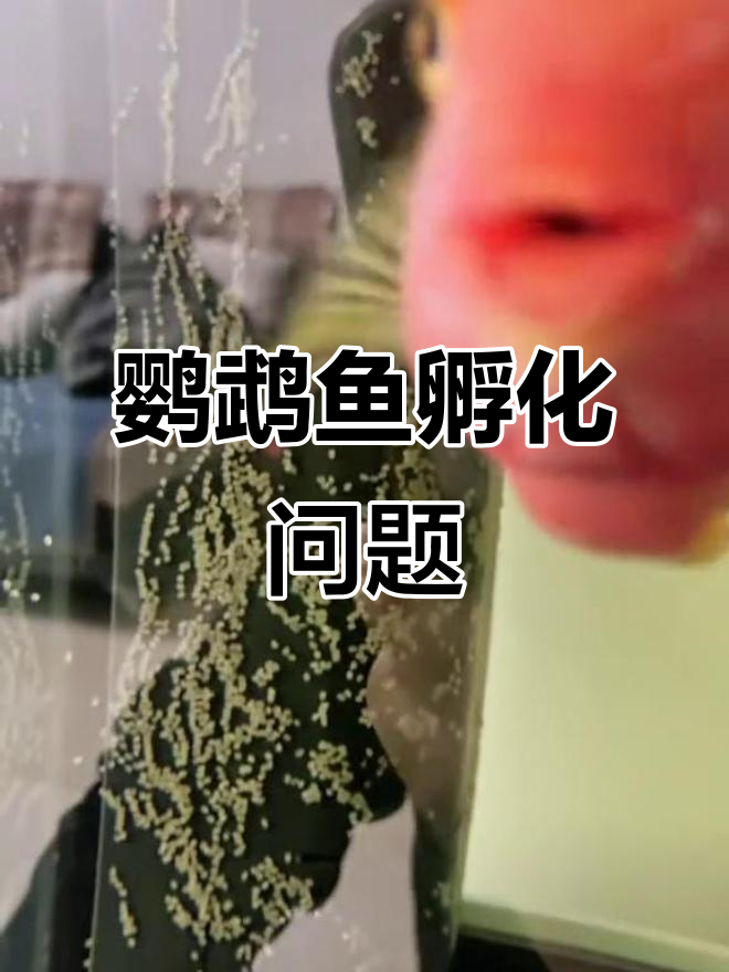 鹦鹉鱼产卵了,能孵出小宝宝吗?
