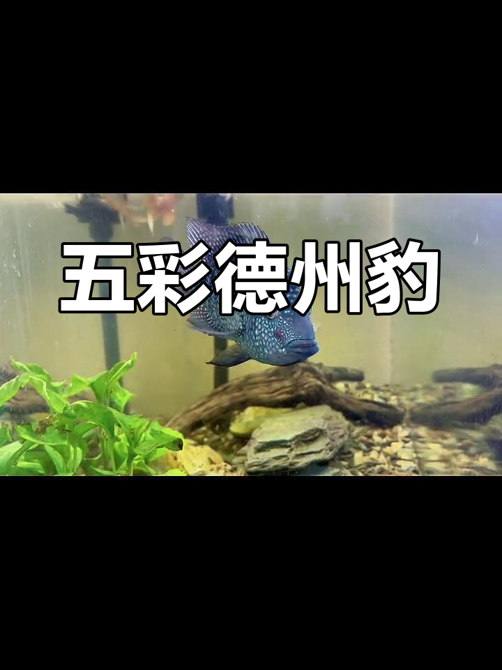 德州豹:五彩斑斓的暴躁水族明星