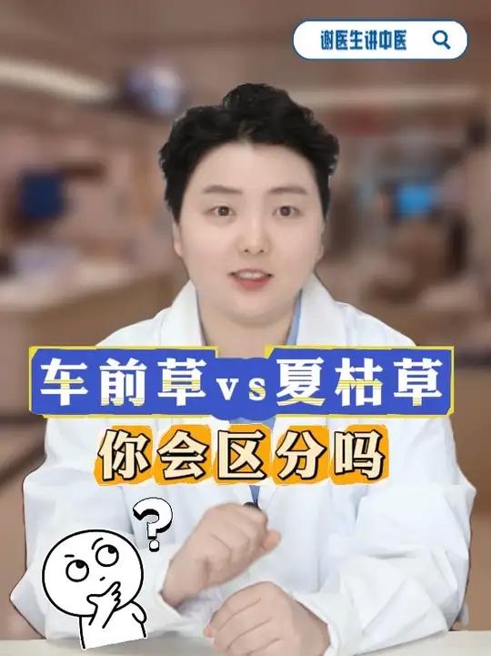 车前草vs夏枯草,你会区分吗?