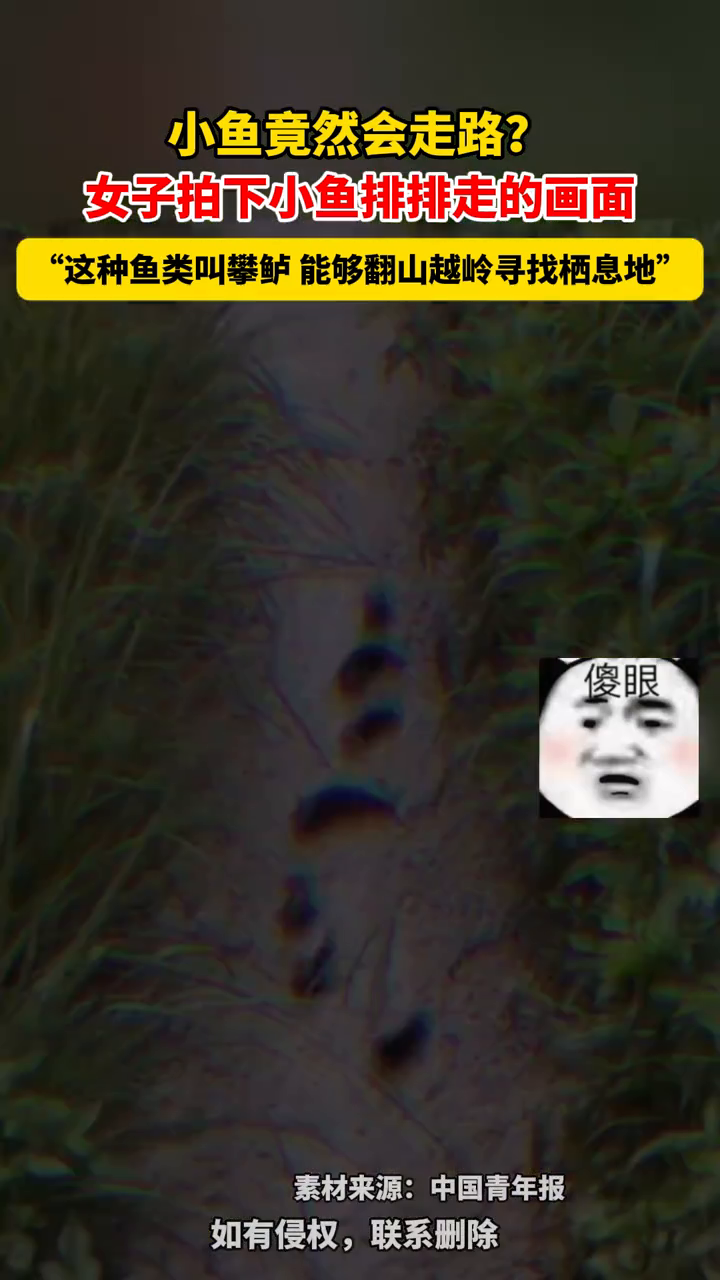 小鱼竟然会走路?女子拍下小鱼排排走的画面