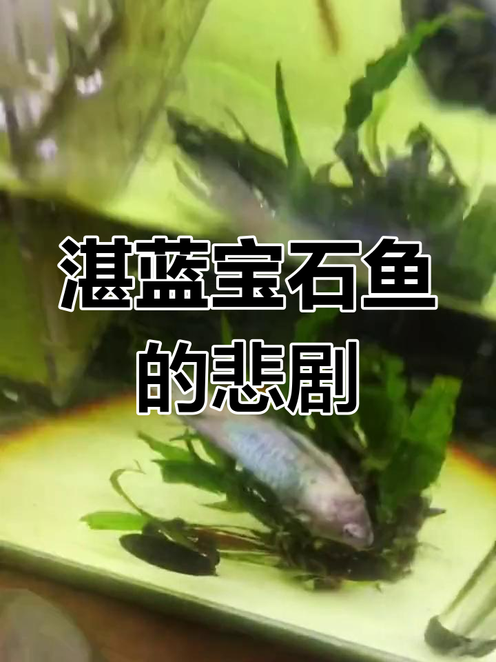 湛蓝宝石鱼打架受伤,宝宝们也遭遇困境