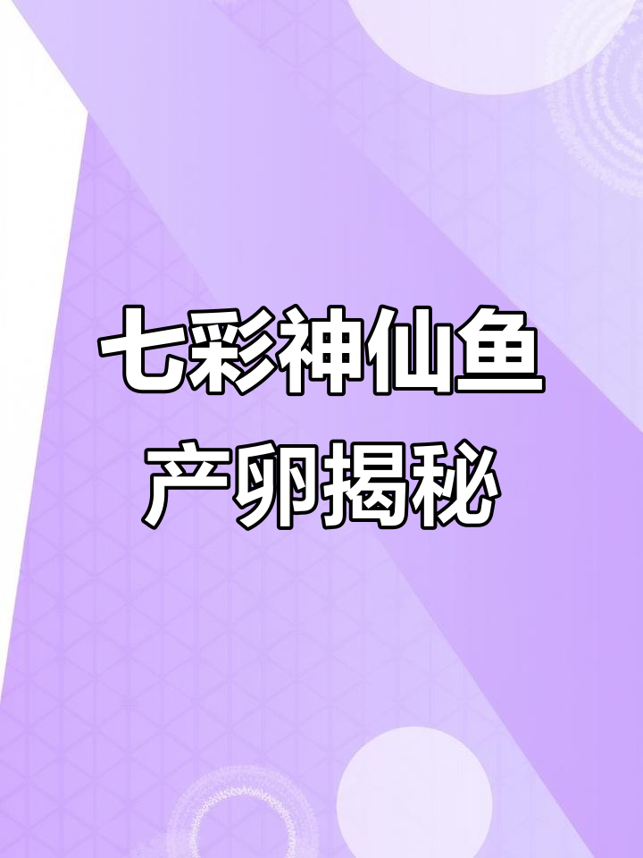 七彩神仙鱼甩卵全过程，公母配合默契孵化小鱼