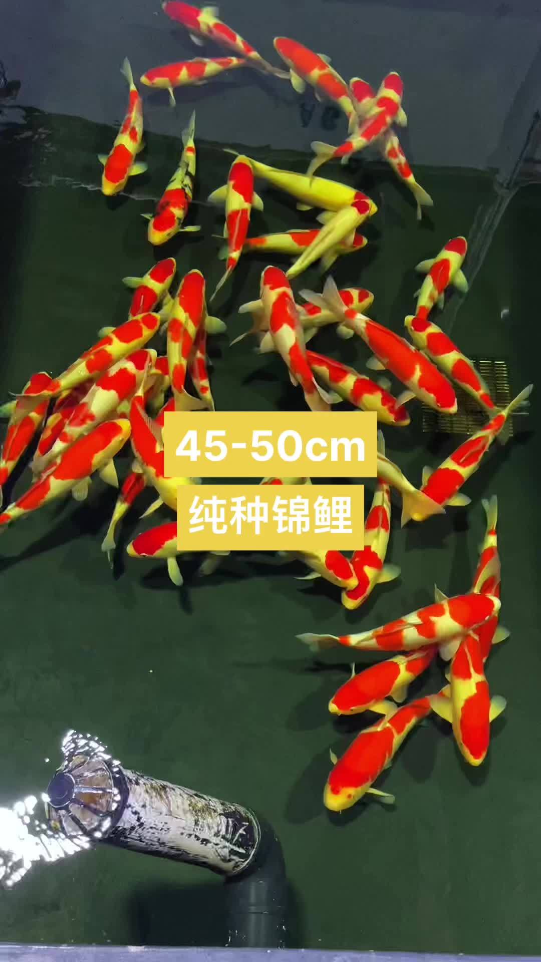 好运锦鲤 纯种锦鲤红白锦鲤 养鱼日记 观赏鱼