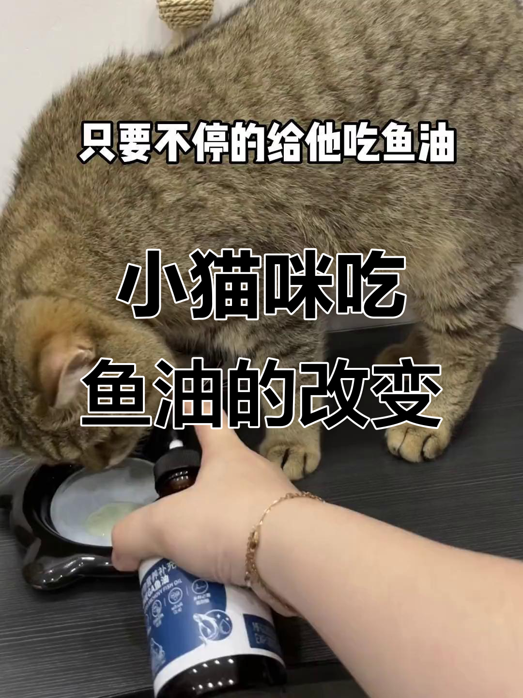 鱼油让小胖猫焕然一新,毛发更亮丽