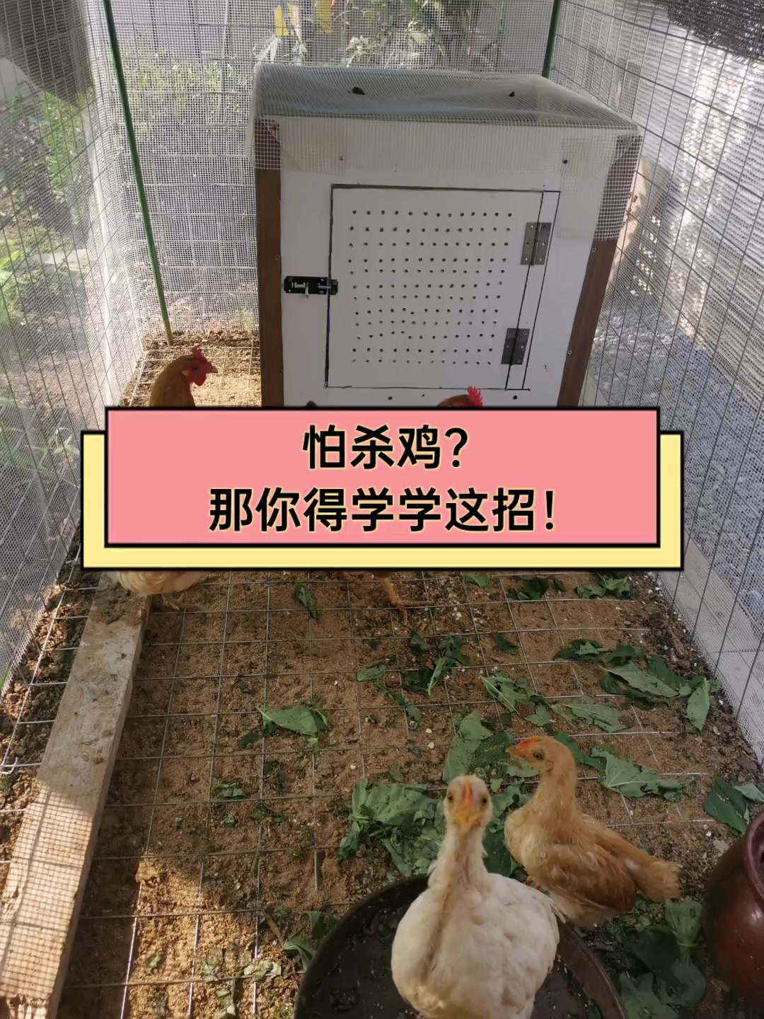 怕杀鸡?那你得学学这招!