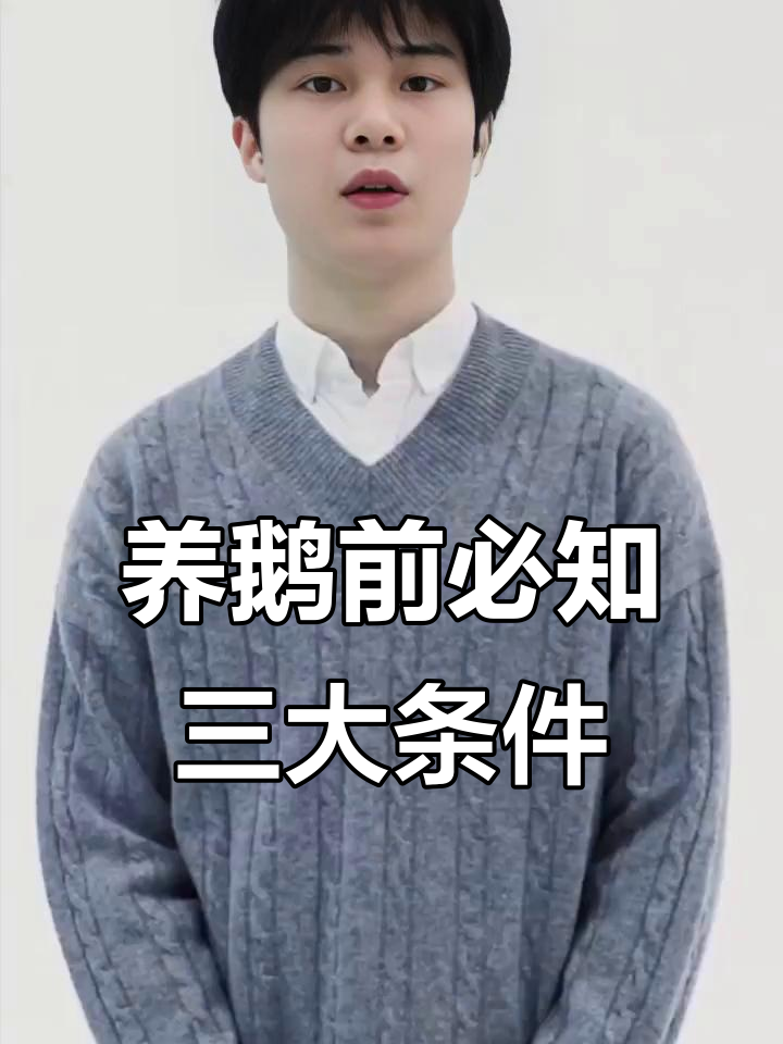 明年养鹅行情分析:新手如何避免风险