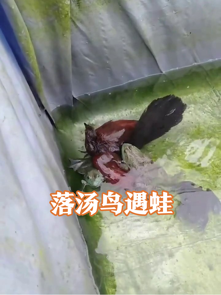 落汤鸟误入青蛙池,被一群“吃瓜蛙”围观,场面太狼狈!