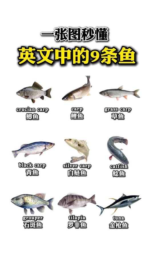 一张图教会你九种鱼的英文怎么说