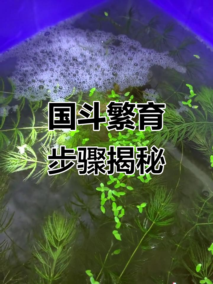 斗鱼繁殖全流程，轻松学会如何照顾宝宝