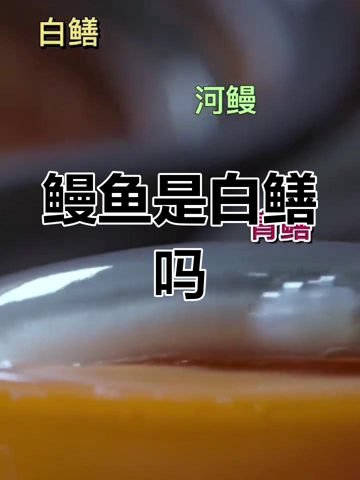 鳗鱼与白鳝的区别解析