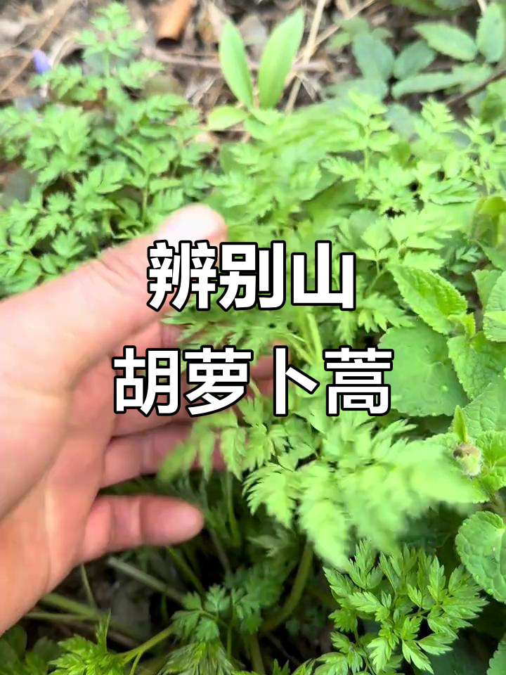 山胡萝卜蒿与冰凌花的辨识,教你如何正确采摘
