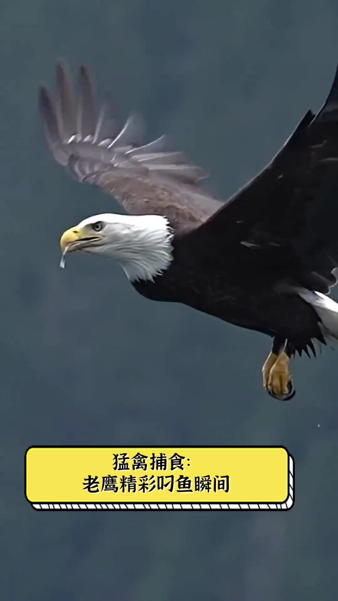 猛禽捕食:老鹰精彩叼鱼瞬间