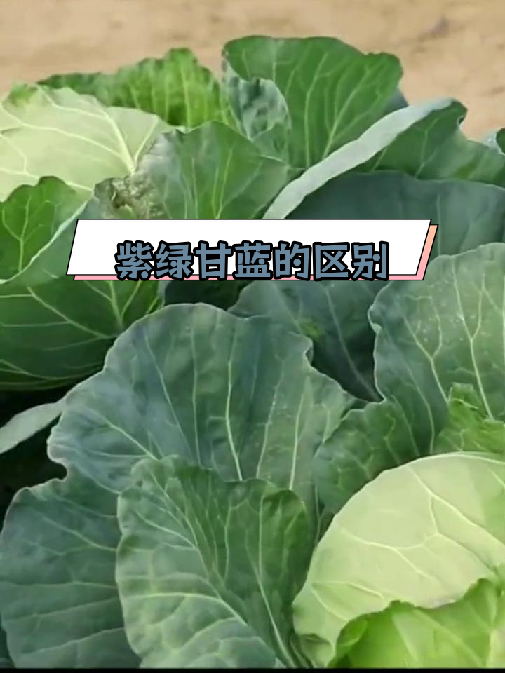 甘蓝和包菜的差异揭秘
