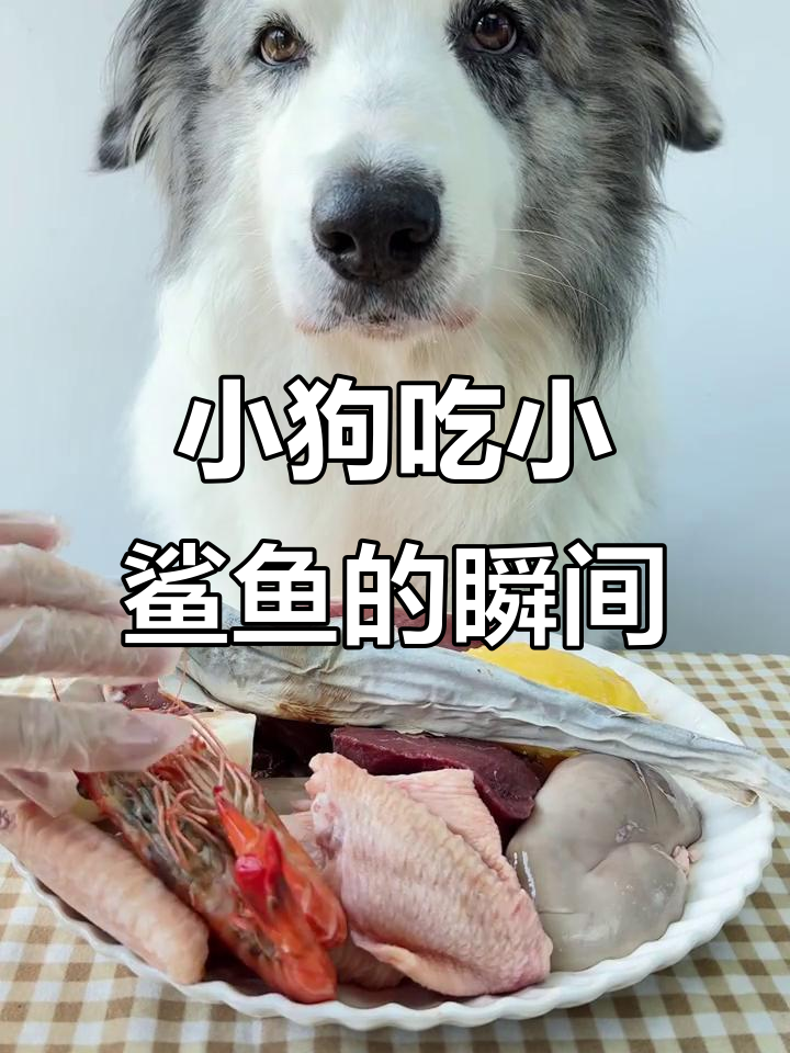 小狗首次尝试小鲨鱼，反应超有趣！
