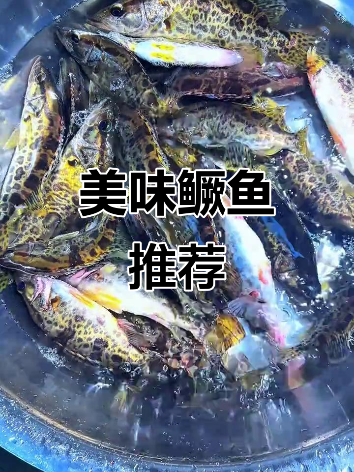 母猪壳,鲜美清蒸或红烧,云贵川常见活鱼