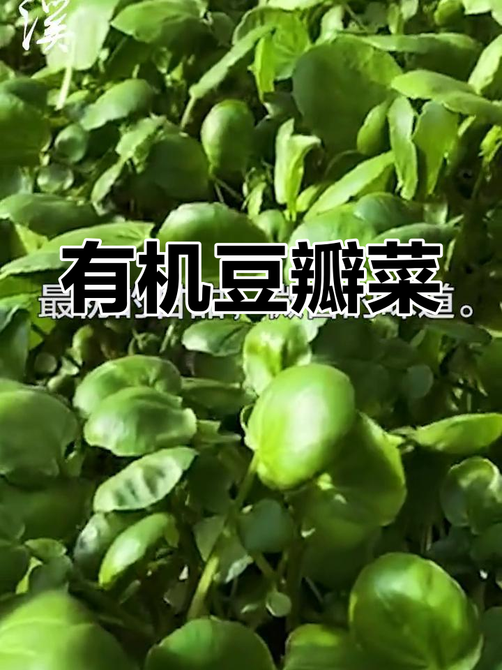 天然豆瓣菜,清爽甘甜适合凉拌