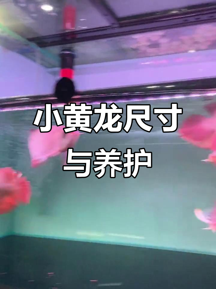 印尼小红龙鱼:20-30公分,大七尾混养无忧