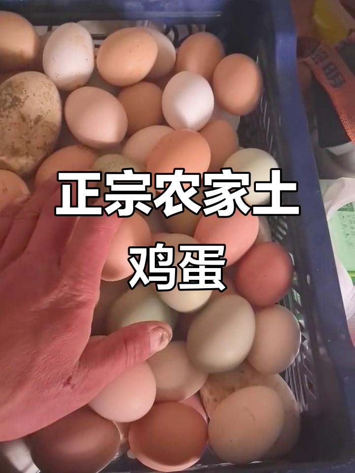 农家土鸡蛋大揭秘,品种多样口感鲜美