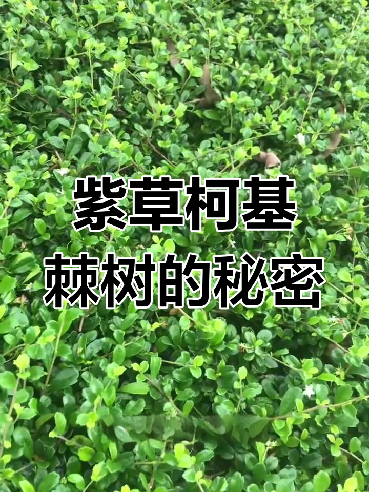 紫草柯基棘树:一种常见灌木,生活处处可见的绿色风景