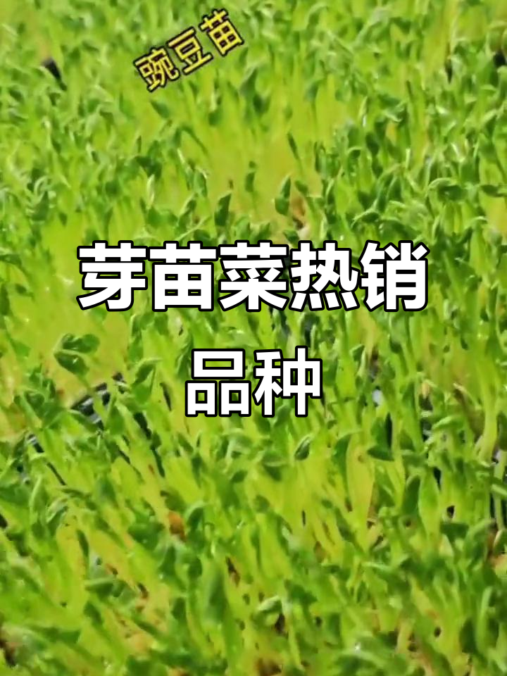 芽苗菜种类繁多,哪些最受欢迎?