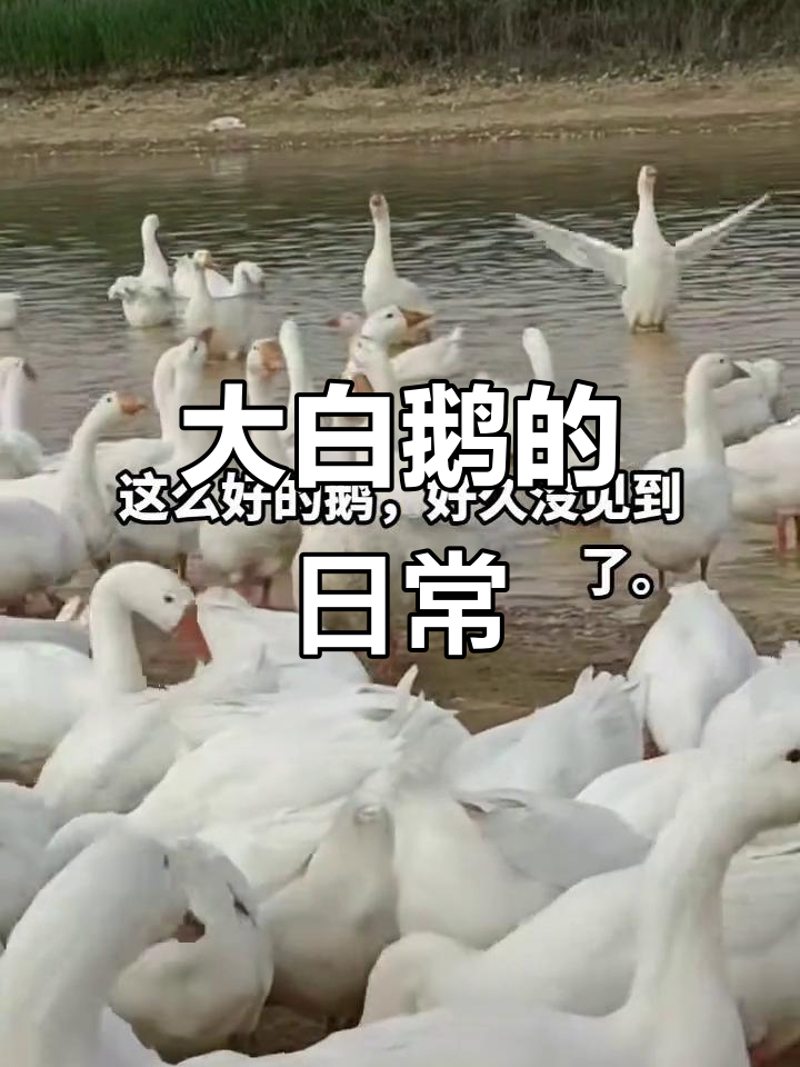 养鹅人日常:大白鹅的可爱瞬间