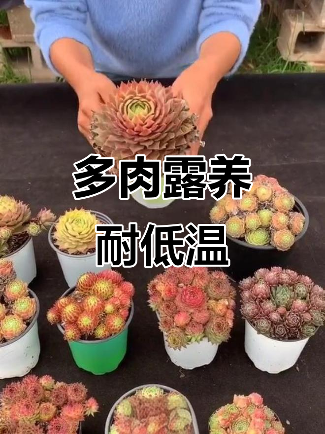 北方寒冷也能养的美丽多肉,抗寒零下15度无压力