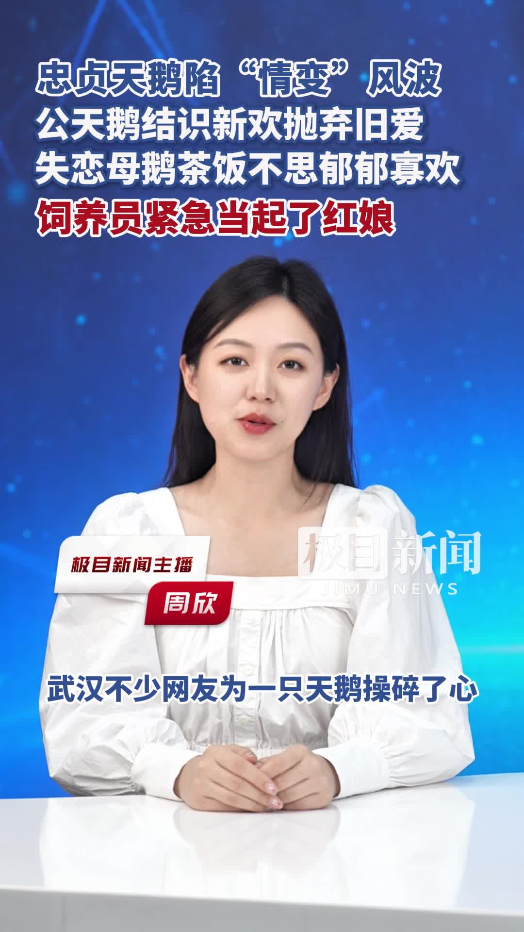「视频」忠贞天鹅陷“情变”风波!公天鹅结识新欢抛弃旧爱,失恋母鹅茶饭不思郁郁寡欢,饲养员紧