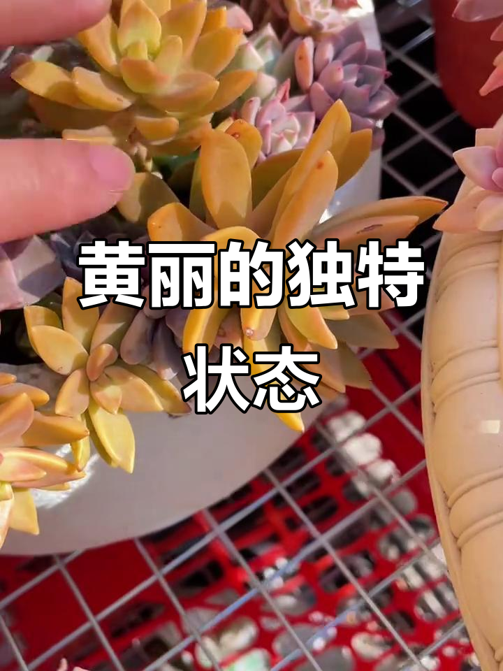 布丁与加州落日,黄丽的多肉魅力你发现了吗?