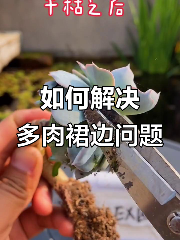 多肉植物穿裙子怎么办?教你正确处理方式