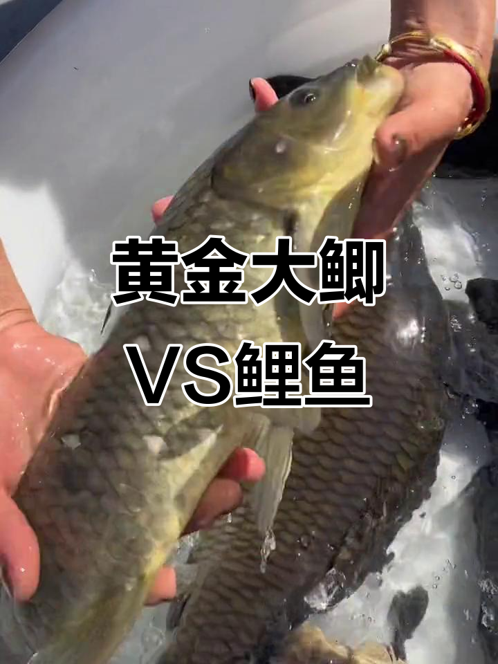 千岛湖黄金鲫鱼与鲤鱼的差别,一看就懂