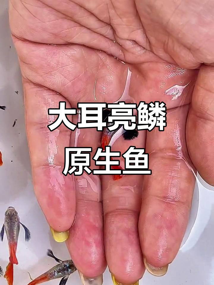 超大耳朵的可爱原生鱼,亮鳞如铠甲般美丽