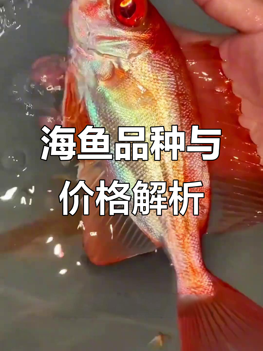 16种常见海鱼价格大揭秘，哪种最值得买？